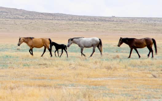Delta_Great-Basin-2-Wild-Horses_Serago-Rosie