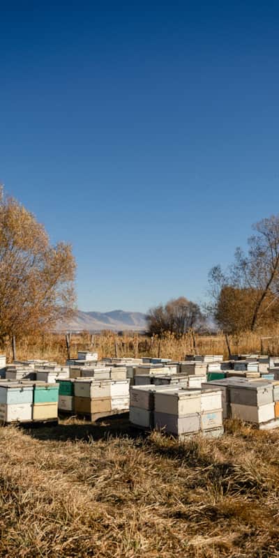 During extraction, much of the beeswax goes back onto the frames to encourage new bee comb development.