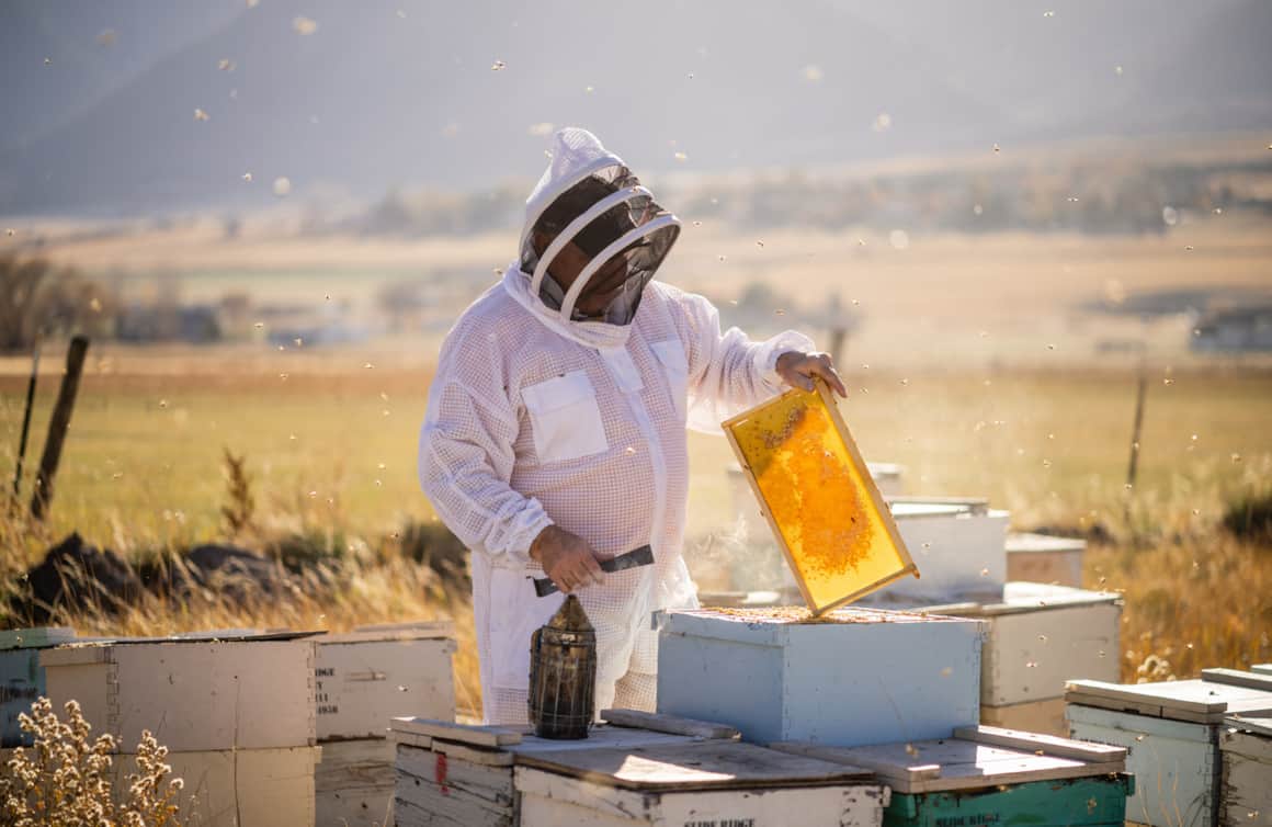 Tracking the health of each beehive is a crucial, ongoing part of beekeeping, as is monitoring the vitality of each hive’s queen and community.
