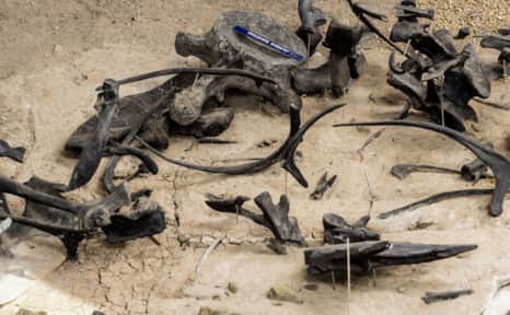 More than 12,000 individual bones, belonging to at least 74 individual dinosaurs, have been recovered at Cleveland-Lloyd Dinosaur Quarry.