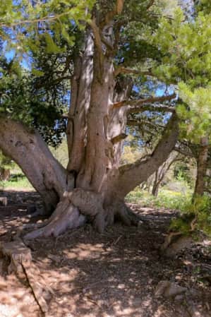 A large, robust tree with numerous thick, sturdy branches extending outward, creating a dense canopy.