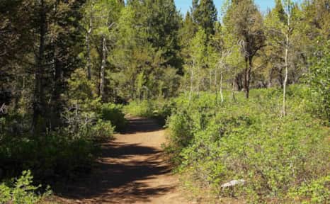 Winding around the summit, the forest opens up into a lush valley of sagebrush, grassy meadows and the occasional Rocky Mountain juniper.