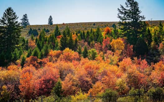 The Logan Canyon National Scenic Byway is a great route for taking in the season of harvest.