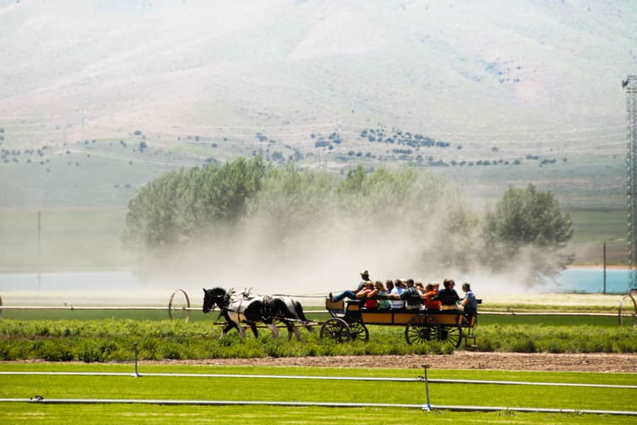 While on a tour of the farm, enjoy a wagon ride through the lavender fields.