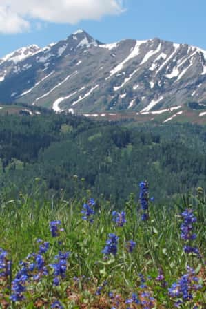 A field of blue wildflowers with mountains lightly covered in snow in the background.