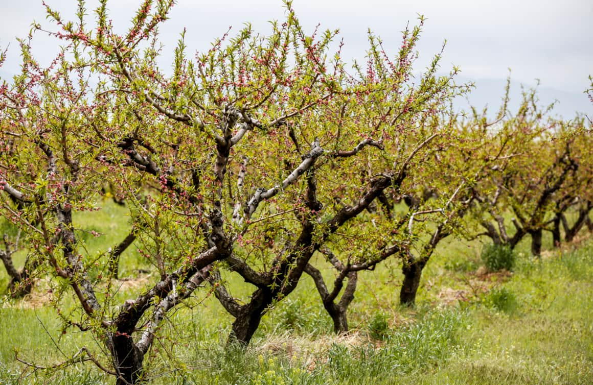 The Fruit Highway is Utah’s top “agri-tourism” destination throughout the summer and fall harvest seasons.