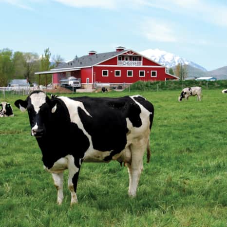 Stop at Heber Valley Artisan Cheese to pick up a selection of the Koehler Family’s locally-produced cheeses, jams, ice creams and other foods.