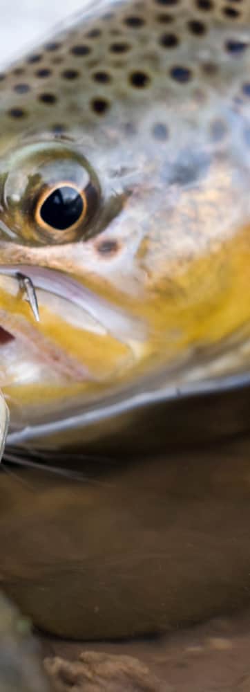 Ogden River Fly Fishing