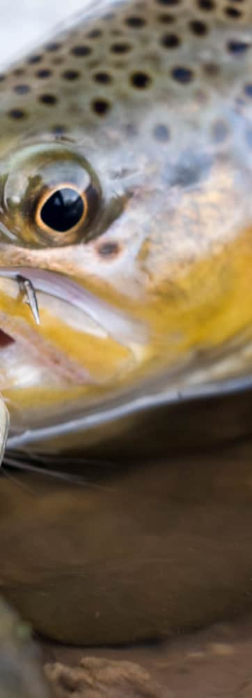 web2000_20160721_utah_ogden_river_fly-fishing-p1280452-02