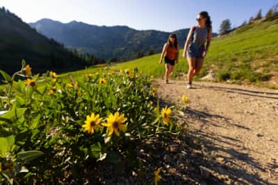 Little-Cottonwood-Canyon_Albion-Basin_Payne-Angie_2024_UOT_Payne_Wildflowers-2544-Edit