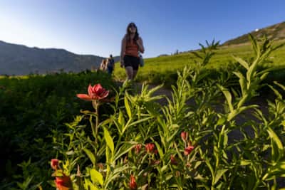 Little-Cottonwood-Canyon_Albion-Basin_Payne-Angie_2024_UOT_Payne_Wildflowers-2825-Edit