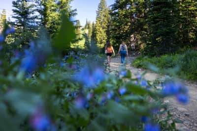 Cool, crisp air and blooming wildflowers of the Albion Basin in Little Cottonwood Canyon makes an unbeatable summertime respite from warm temperatures.