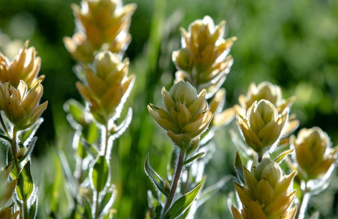 Indian paintbrush along the trail.