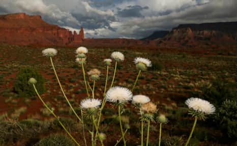 The red rock desert is home to a rich biological soil crust — also known as “cryptobiotic crust” — which is actually living soil.