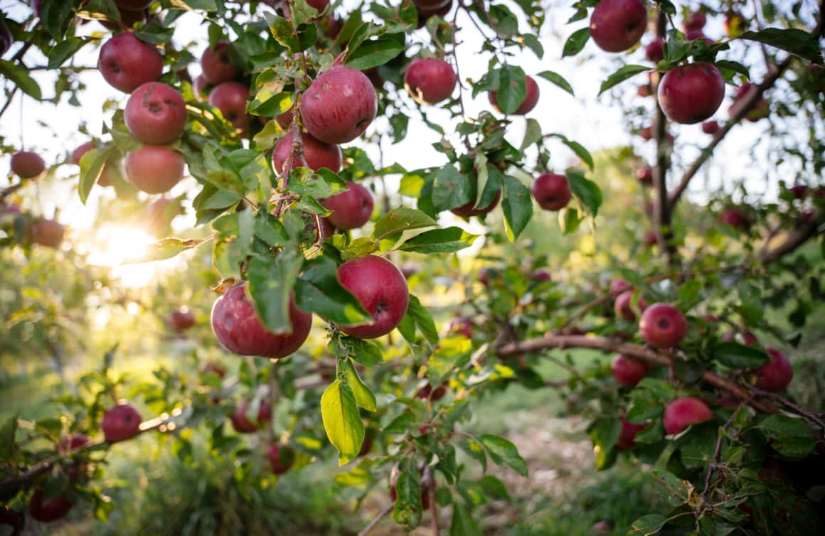 Ashmeads Kernal, Brown Snout and Dabinett, to name a few — Etta Place Cider apples are of rare varieties, nuanced for a truly distinct palette.