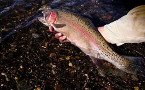 Rainbow Trout at Otter Creek State Park