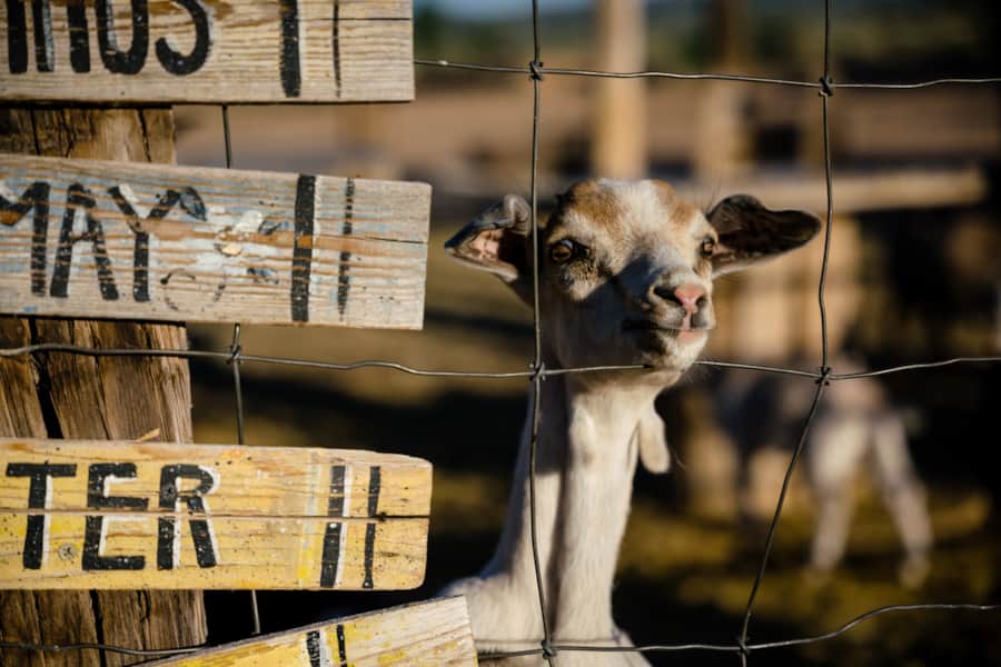 Red Acre offers an annual farm tour where participants can learn more about the animals and urban farming.