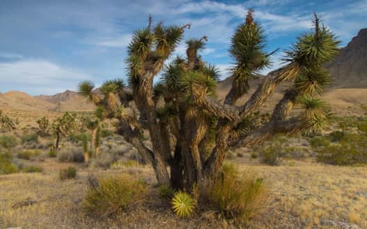 To see vast stands of Joshua trees, take a drive on the Mojave Desert-Joshua Tree Scenic Byway.