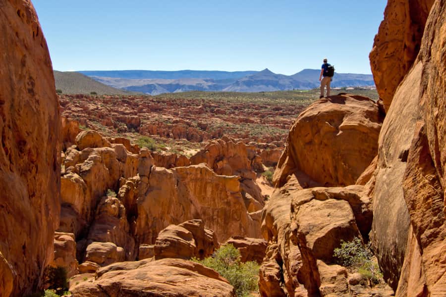 The sprawling 60,000-acre Red Cliffs Desert Reserve contains a one-of-a-kind convergence of multiple different desert ecosystem.