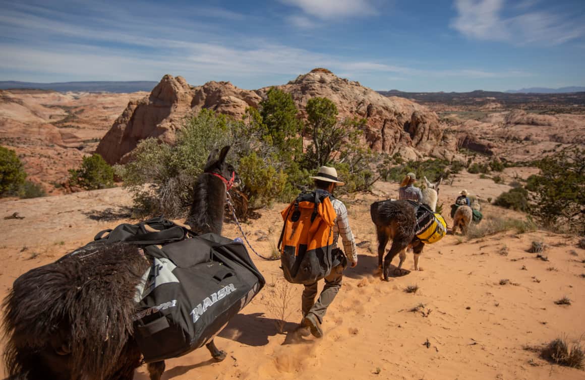 Llamas Roy, Knick, Jeb and Juan navigate the steep trail to the river.