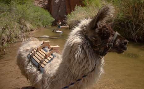 Based in Boulder, Llama2Boot offers full service pack trips with llamas, drop camps and day hikes around Escalante.