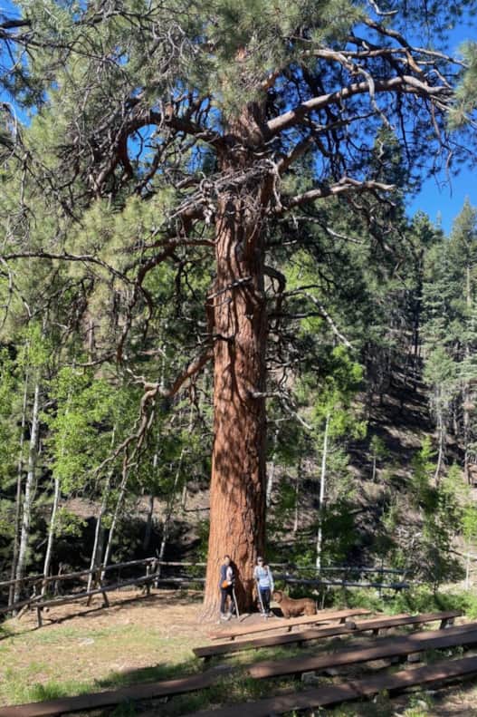 "Big Tree" is a lofty ponderosa pine.