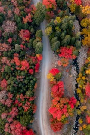 Aerial view of a road winding through trees with bright hues of yellow, red, orange, and green.