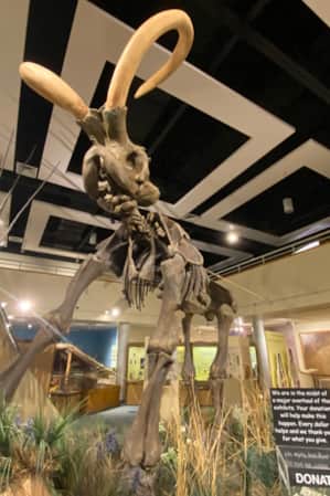 The skeleton of a large animal displayed behind plexiglass in a museum.