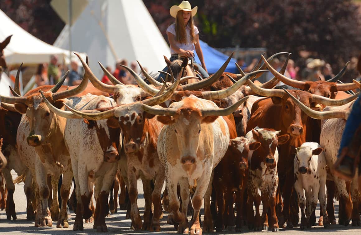 At the festival's High Noon parade, watch the Longhorn steers make their way down Center Street in Kanab.