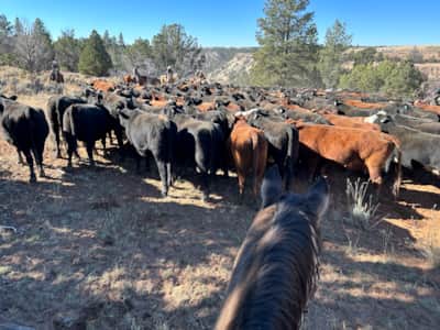 Participating in a cattle drive, any city dweller can live the cowboy lifestyle and understand first-hand the grit and determination it takes to raise livestock.
