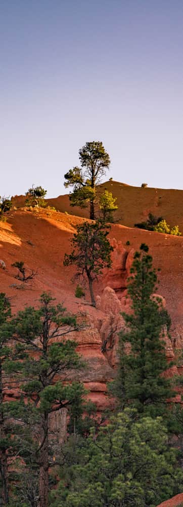 Red rock and forests of Dixie National Forest.