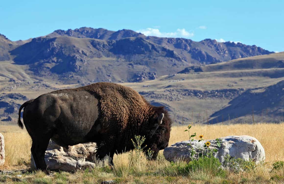 Antelope Island is home to a variety of wildlife, including bison.