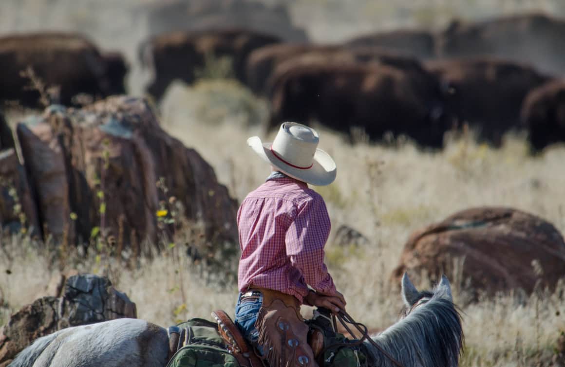 The annual bison roundup is open to the public with hundreds of riders getting the opportunity to round up wild bison on horseback.