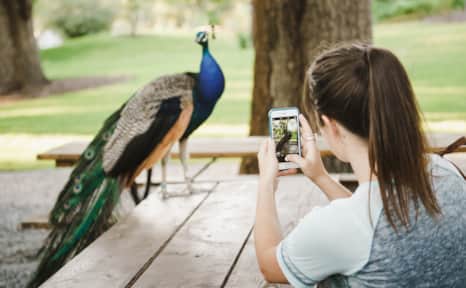 Peacocks roam freely in Tracy Aviary.