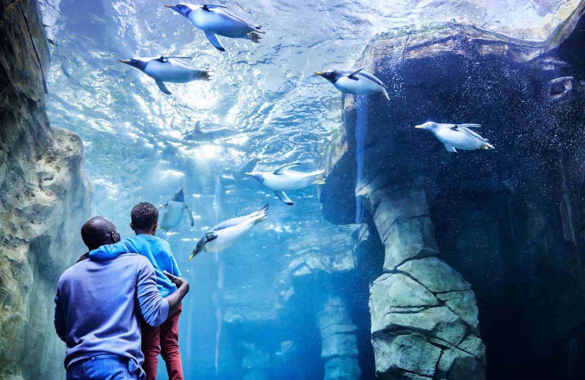Watch Gentoo penguins swim and dive around the Penguin Research Station.