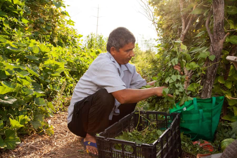 IRC leases two farm sites for its New Roots program in Salt Lake County — Redwood Road, a two-acre farm site in West Valley City, and Wheadon, a 13-acre farm site in Draper.