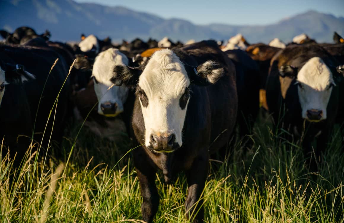 The beloved bovine of Crandall Farms always have access to graze pastures, are never caged and receive lots of sunshine.
