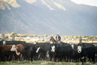 Jones-Creek-Beef_Springville_Crandall-Family-Farm-5_Diamond-Austen_2020