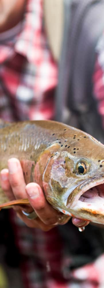 web2000_20160721_utah_scofield_fly-fishing-_dsc4557-01