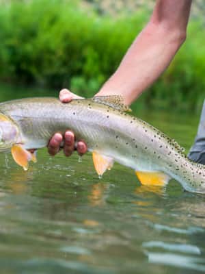 A fisherman holding a fish with one arm just above the water's surface.
