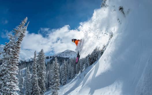 Snowbird