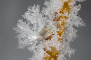 When it isn’t snowing, look for other forms of frozen microscopic beauty, such as ice crystals and hoar frost that forms on plants when the humidity is high and the temperature is low.