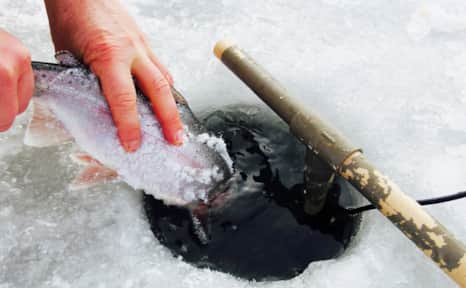 Rainbow Trout release at Matt Warner Reservoir