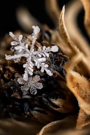 A close-up view of a snowflake resting on a fallen flower bud.
