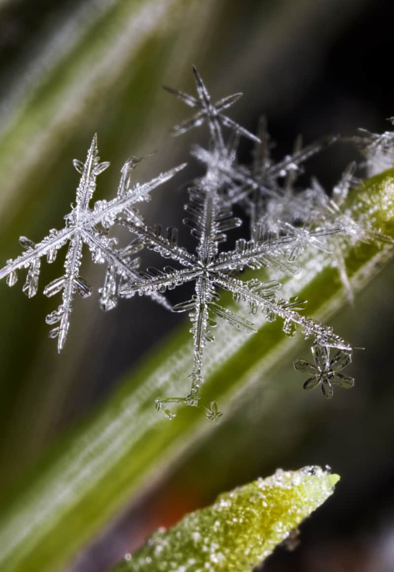 Snowflakes on a pine needle in Big Cottonwood Canyon, photographed using a specialized macro lens (Canon MP-E 65mm 1-5x Macro Lens) and flash.