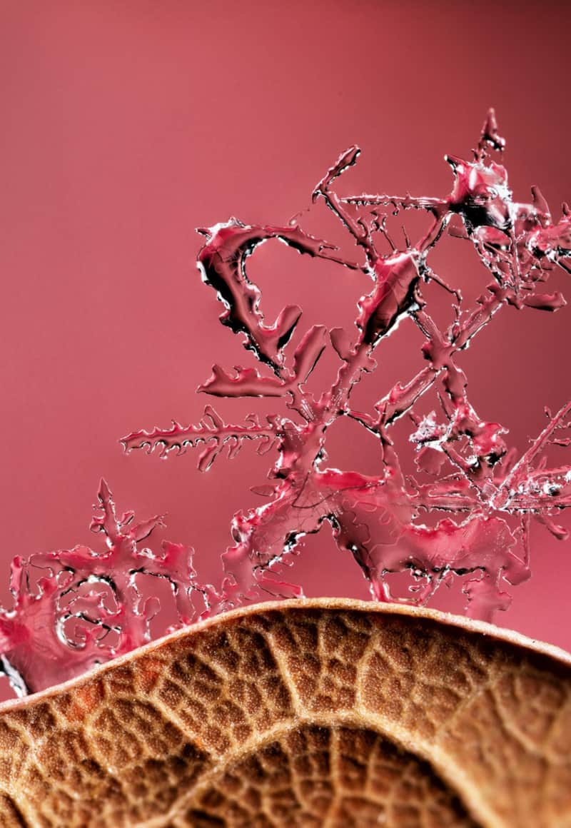 A melting snowflake cluster on the edge of a leaf – an example of using hand-held shooting to quickly capture snowflakes before they melt.