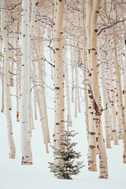Park City boasts some stunning Aspen forests.